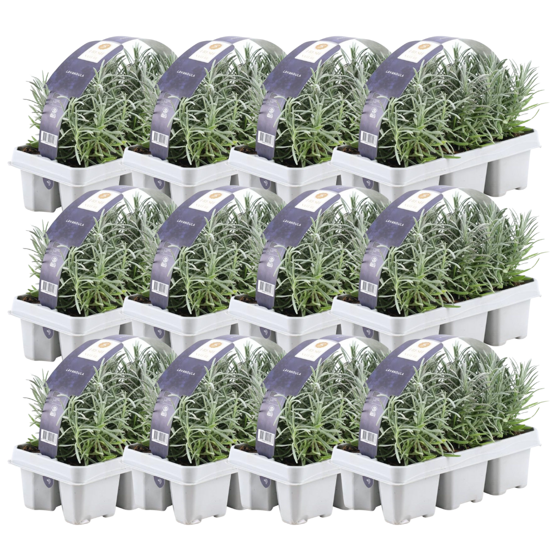 2x Set da 6 Lavandula angustifolia – Vaso Ø7 cm – Altezza 15 cm – Profumata e resistente - 4