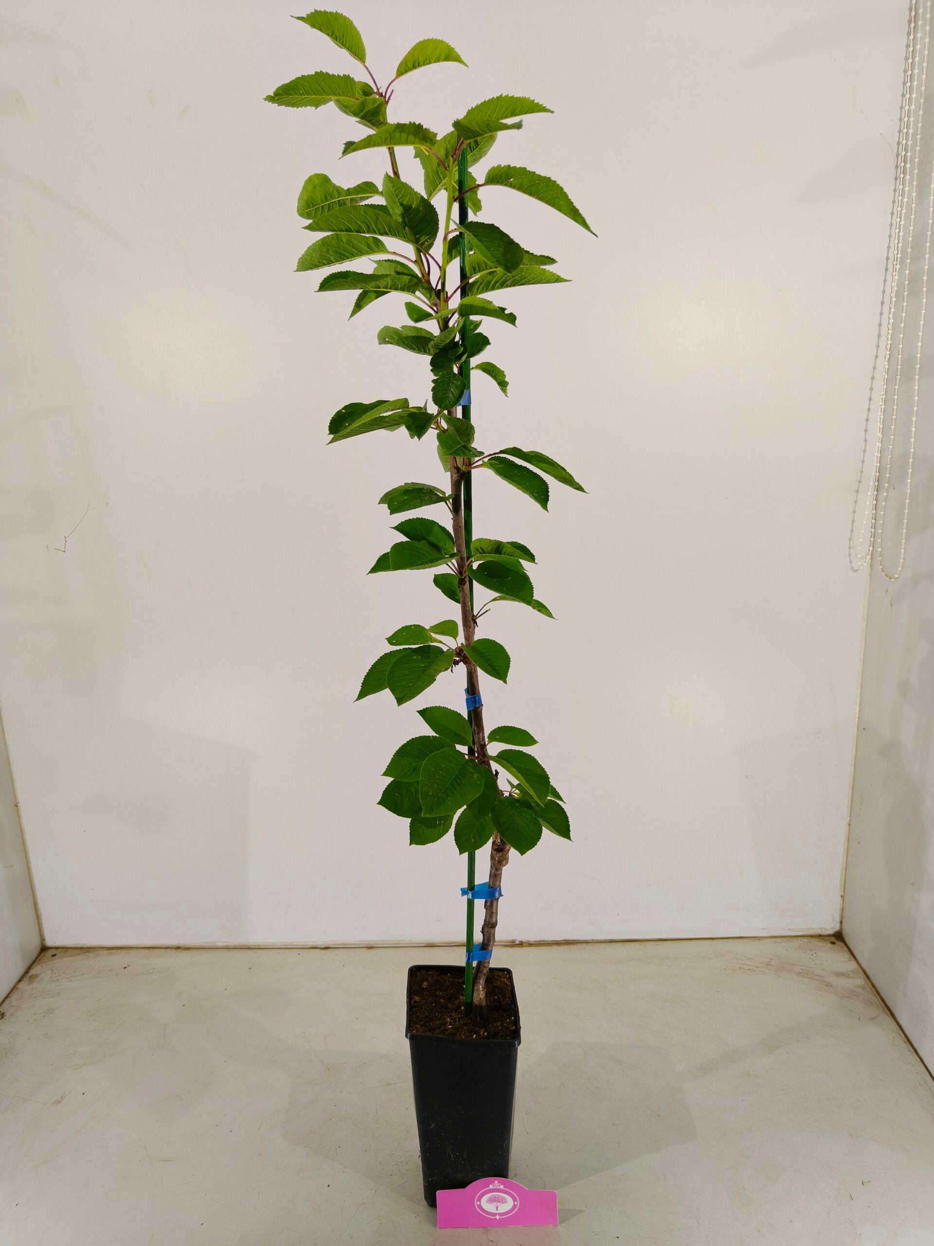 Lot de 4 arbres fruitiers - 1 pommier, 1 poirier, 1 cerisier, 1 prunier - Hauteur 70/100cm - Pot de 11cm - Mix B - 5