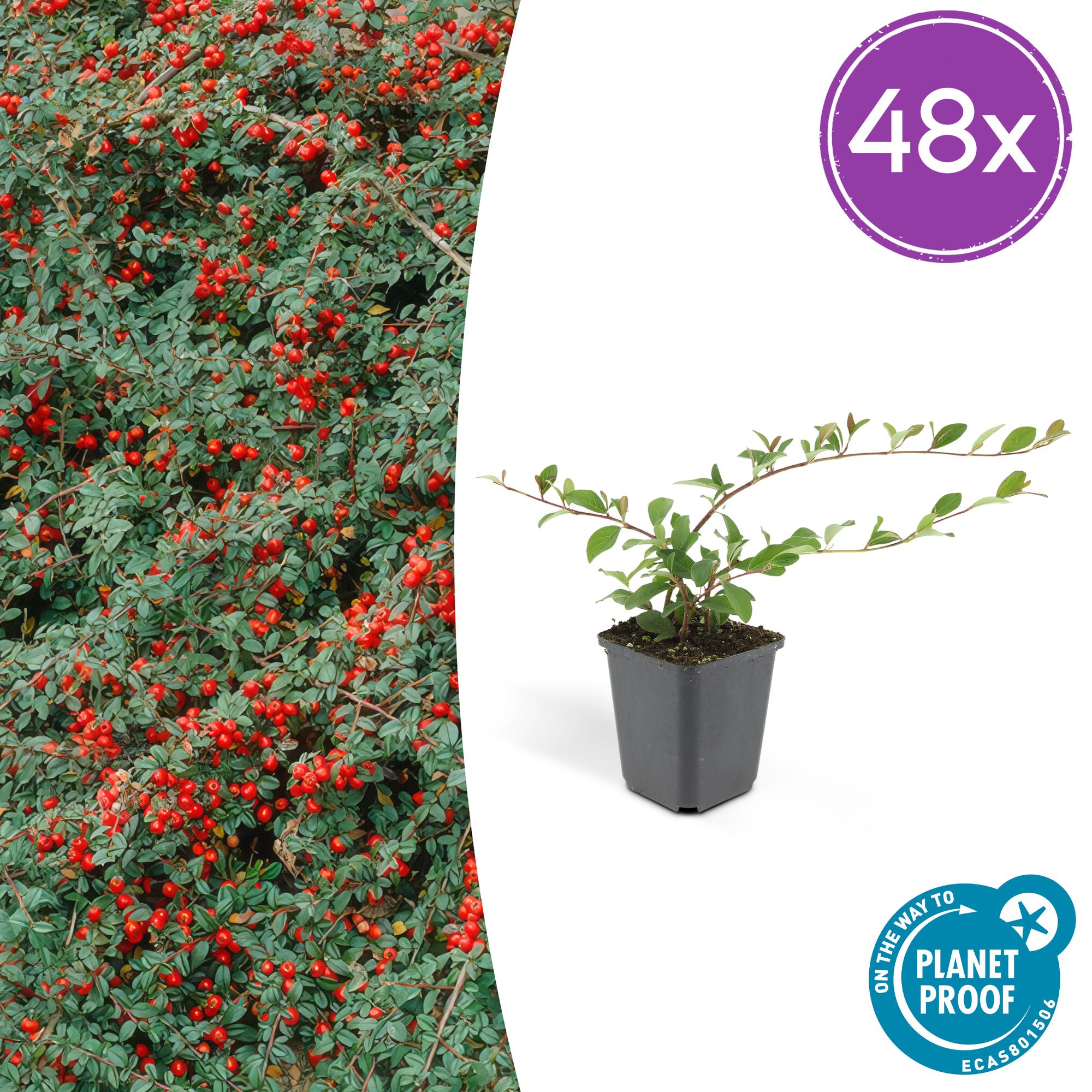 Irga dammeri zimozielona okrywowa Ø9cm W10-25cm – MOSELOTA Green