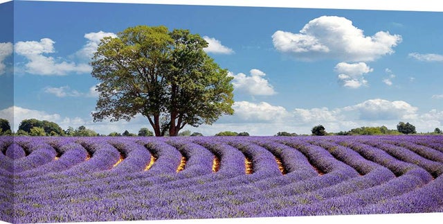 Quadro In Vetro Panorama Pixxprint - Lavanda In Provenza Con Albero 100x40 Cm, Vero Vetro Con Distanziali, Made In Germany