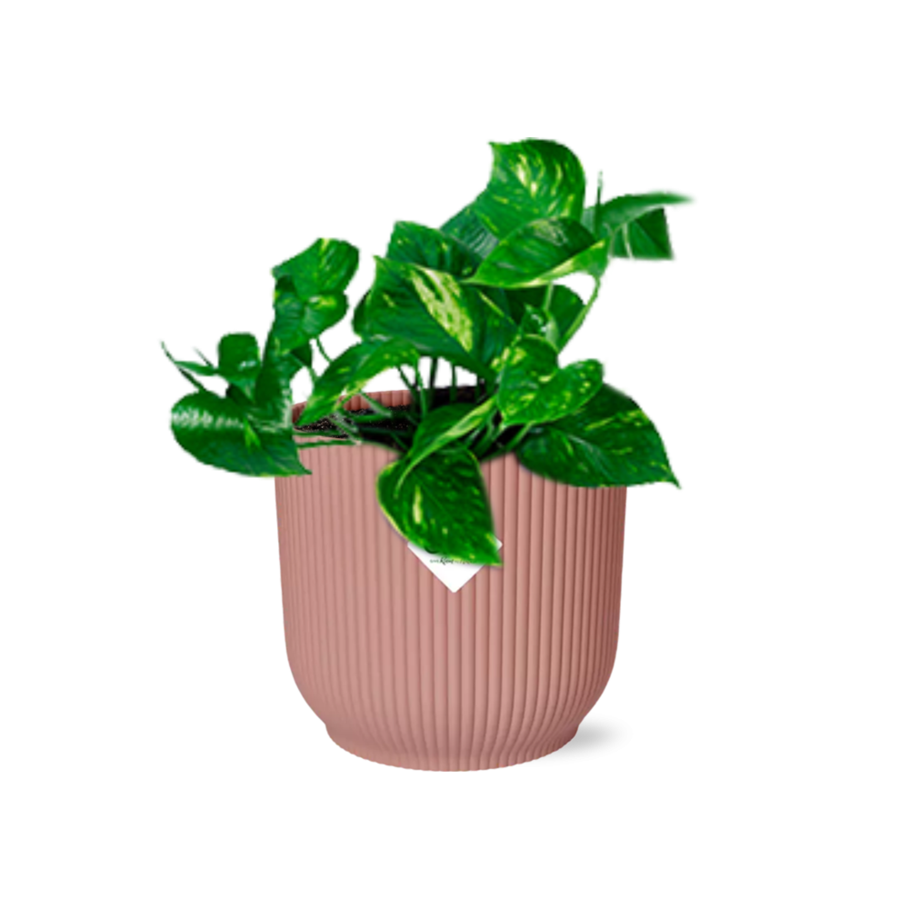 Epipremnum Pinnatum Aureum - Roślina doniczkowa oczyszczająca powietrze - Doniczka ELHO Ø14cm Różowa