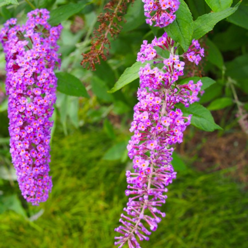 Arbre aux papillons 'Nanho Purple' (Buddleja davidii 'Nanho Purple') - Godet - Taille 10/15cm - Pépinières Naudet - 2