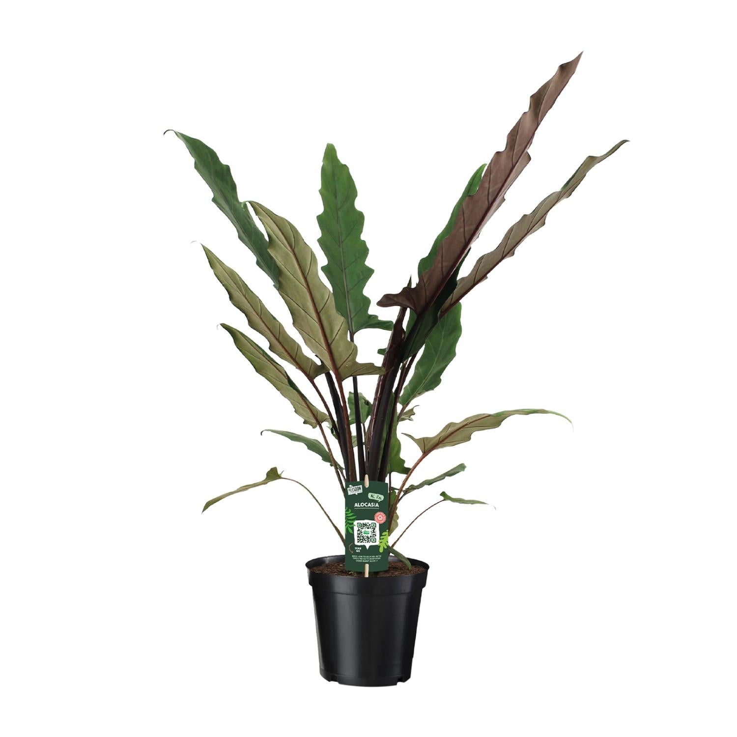 Alocasia Lauterbachiana - Doniczka 19 cm - Wysokość 80 cm - Tropikalna roślina doniczkowa
