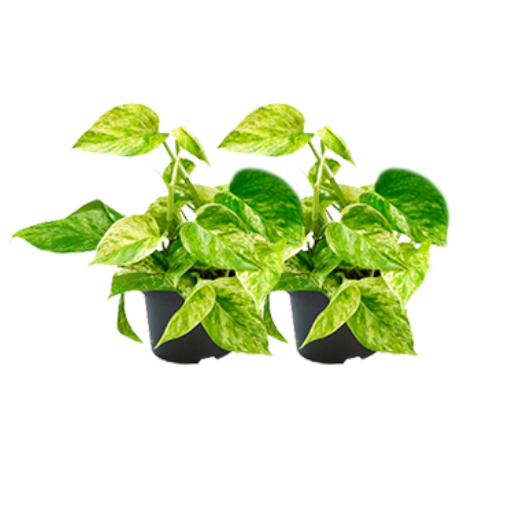 Epipremnum Marble Queen 2 szt. - Roślina Pothos dekoracyjna z marmurkowymi liśćmi zielono-białymi, elegancka i łatwa w pielęgnacji