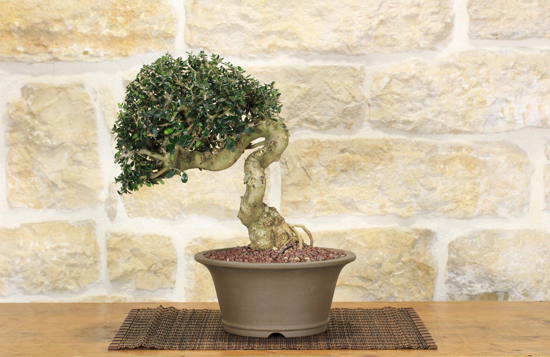 Bonsai di Olivastro (250) | Leroy Merlin