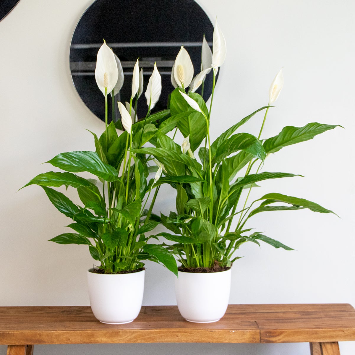 Lot de 2 - Spathiphyllum - Lys de la paix - Plante d’intérieur - H. 60-80 cm - P. 17 cm - 4