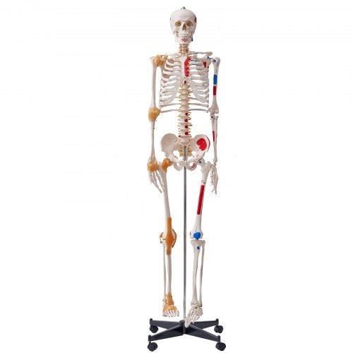 Modelo de la próstata - 3B Smart Anatomy - 1000319 - 3B Scientific