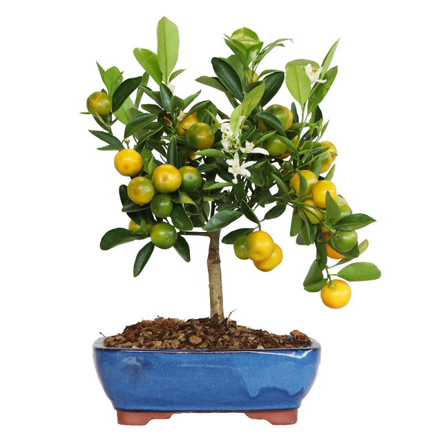 KENTIS - Bonsai Citrus Mitis Calamondino - Bonsai Mandarino Nano - Pianta Vera da Esterno - Vaso Artigianale in Ceramica - H 35-40 cm Vaso Ø 21 cm