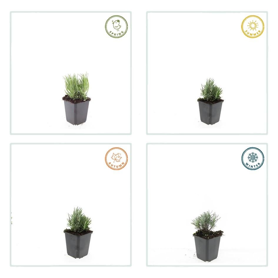 6x Lavanda Angustifolia 'Dwarf Blue' 10-25cm Vaso Ø9cm – Varietà compatta con fiori blu profumati - 4