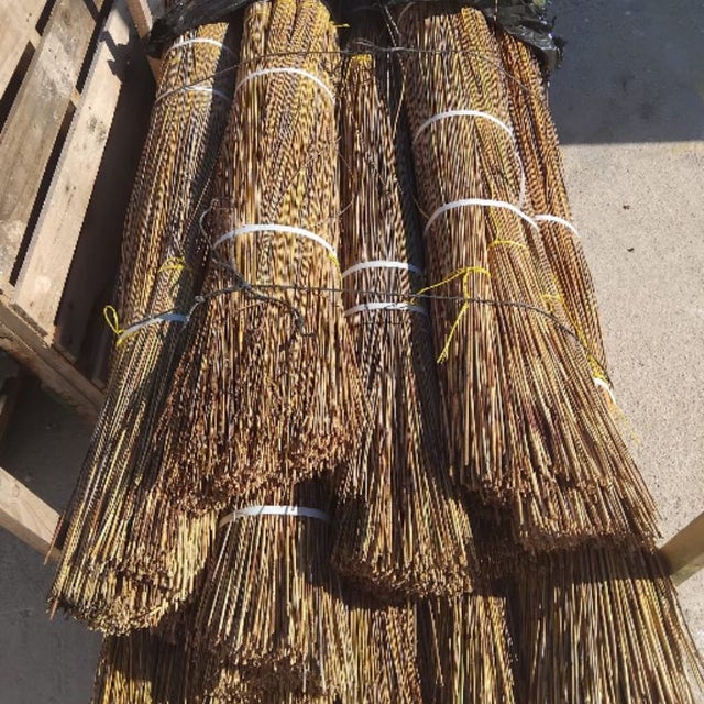 Lot de 20 bottes de roseau africain - Longueur 1,50 m