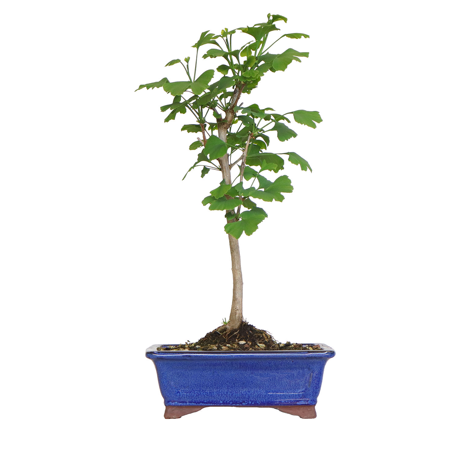 KENTIS - Bonsaï Zelkova - Bonsaï d'orme du Japon - Vraies plantes décoratives pour extérieur et intérieur - H 35-45 cm Pot en Céramique 28 cm