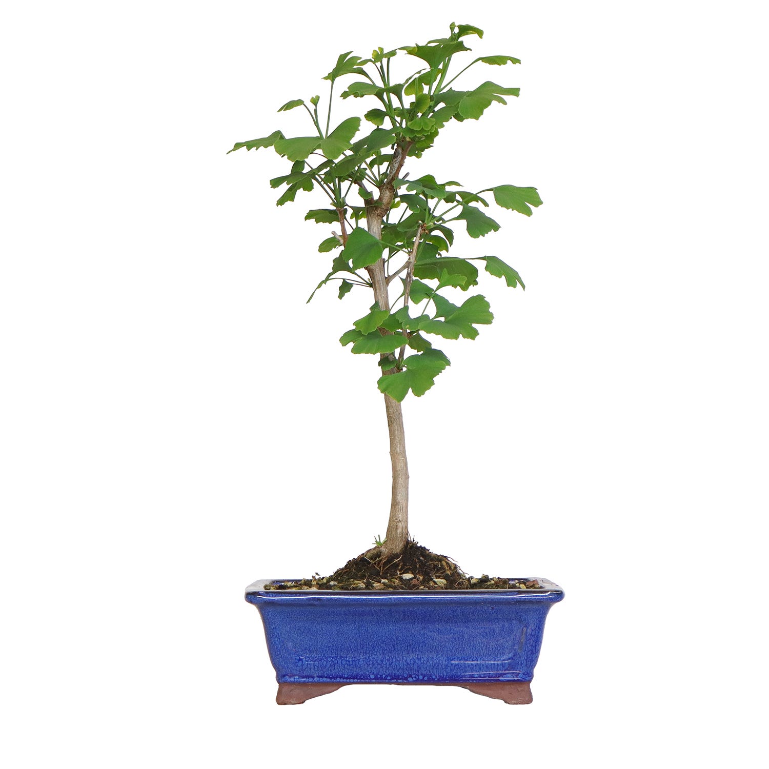 KENTIS - Bonsaï Zelkova - Bonsaï d'orme du Japon - Vraies plantes décoratives pour extérieur et intérieur - H 35-45 cm Pot en Céramique 28 cm KENTIS - Bonsaï Zelkova - Bonsaï d'orme du Japon - Vraies plantes décoratives pour extérieur et intérieur - H 35-45 cm Pot en Céramique 28 cm
