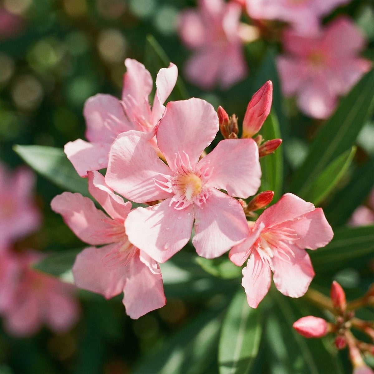 Laurier-rose (Nerium oleander) - Fleurs roses - Plantes jardin - Plantes terrasse - P. 26&nbsp;cm - 5