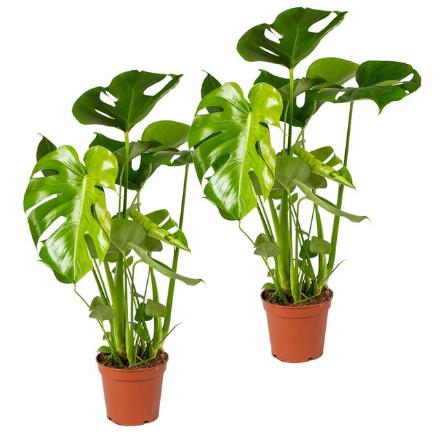Lot de 2 - Monstera Deliciosa - Monstera - Dépolluante - H. 50-60 cm - P. 17 cm
