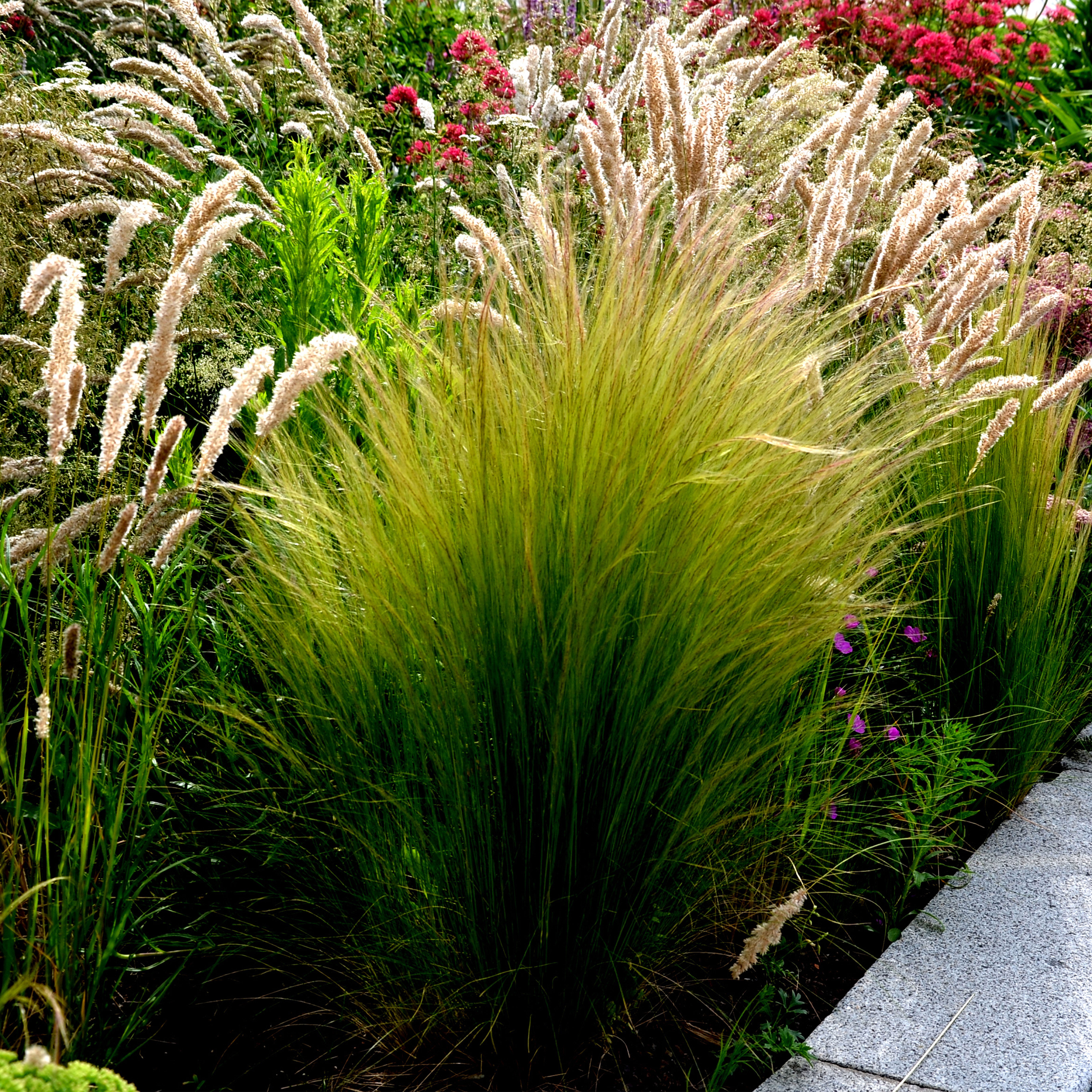 Lot de 3 - Stipa Tenuissima Ponytails - Herbe à plumes - H. 10-20 cm - P. 9x9 cm - 2