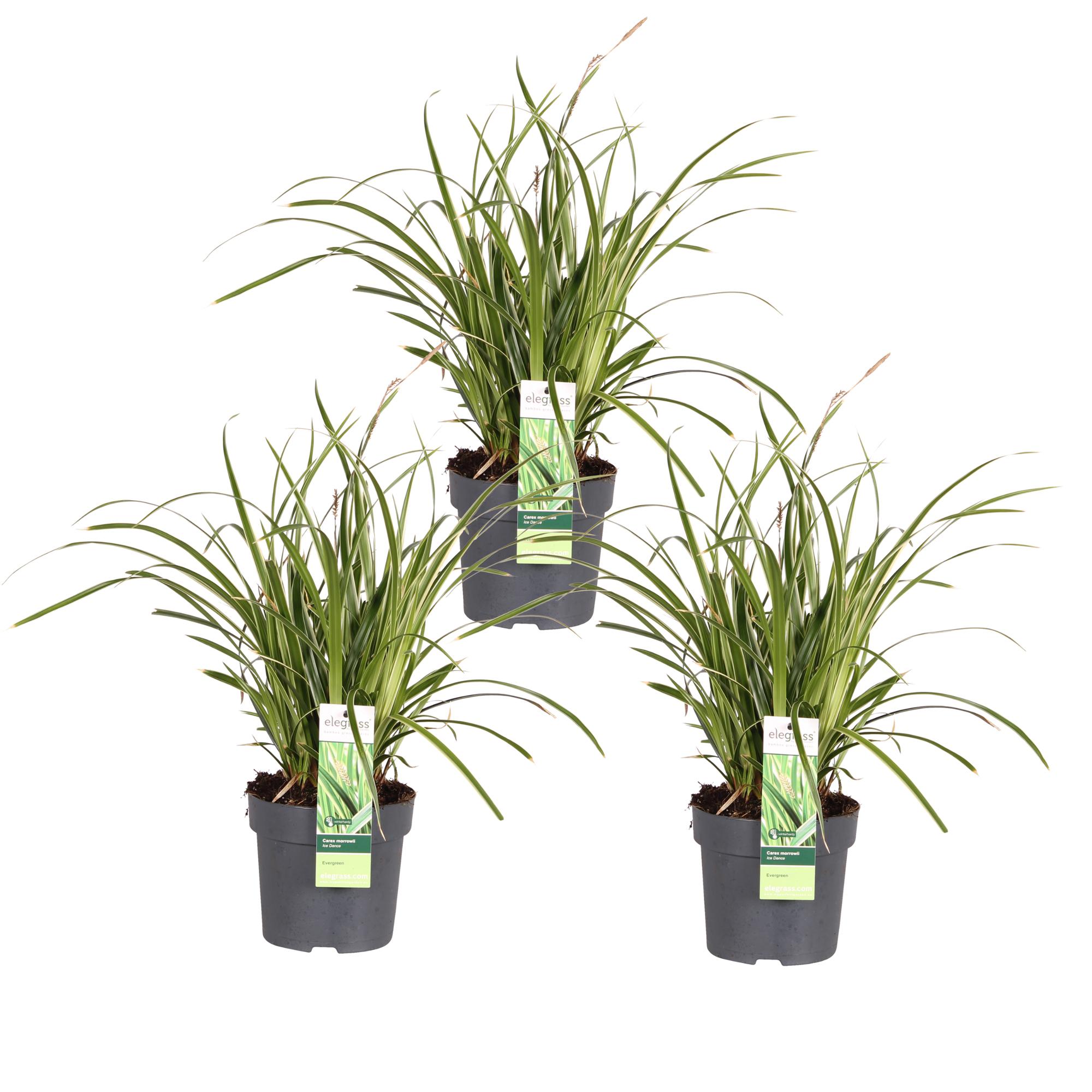 3x Carex morrowii 'Ice Dance' doniczka Ø14cm H30cm – Trwała trawa ozdobna, liście z białymi paskami