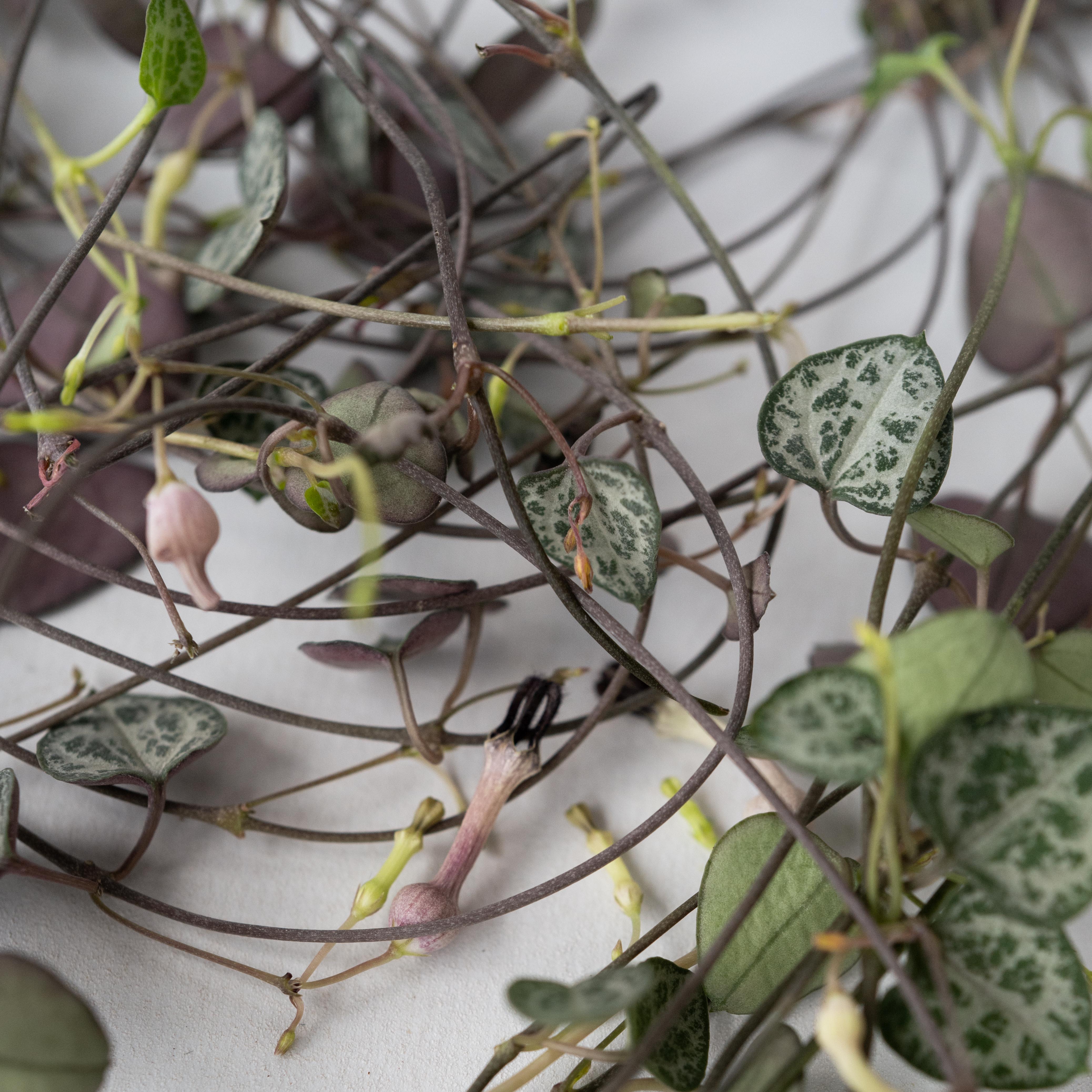 Chaîne des cœurs - Ceropegia linearis Woodii - Hauteur 20-30cm - ⌀14cm - 5