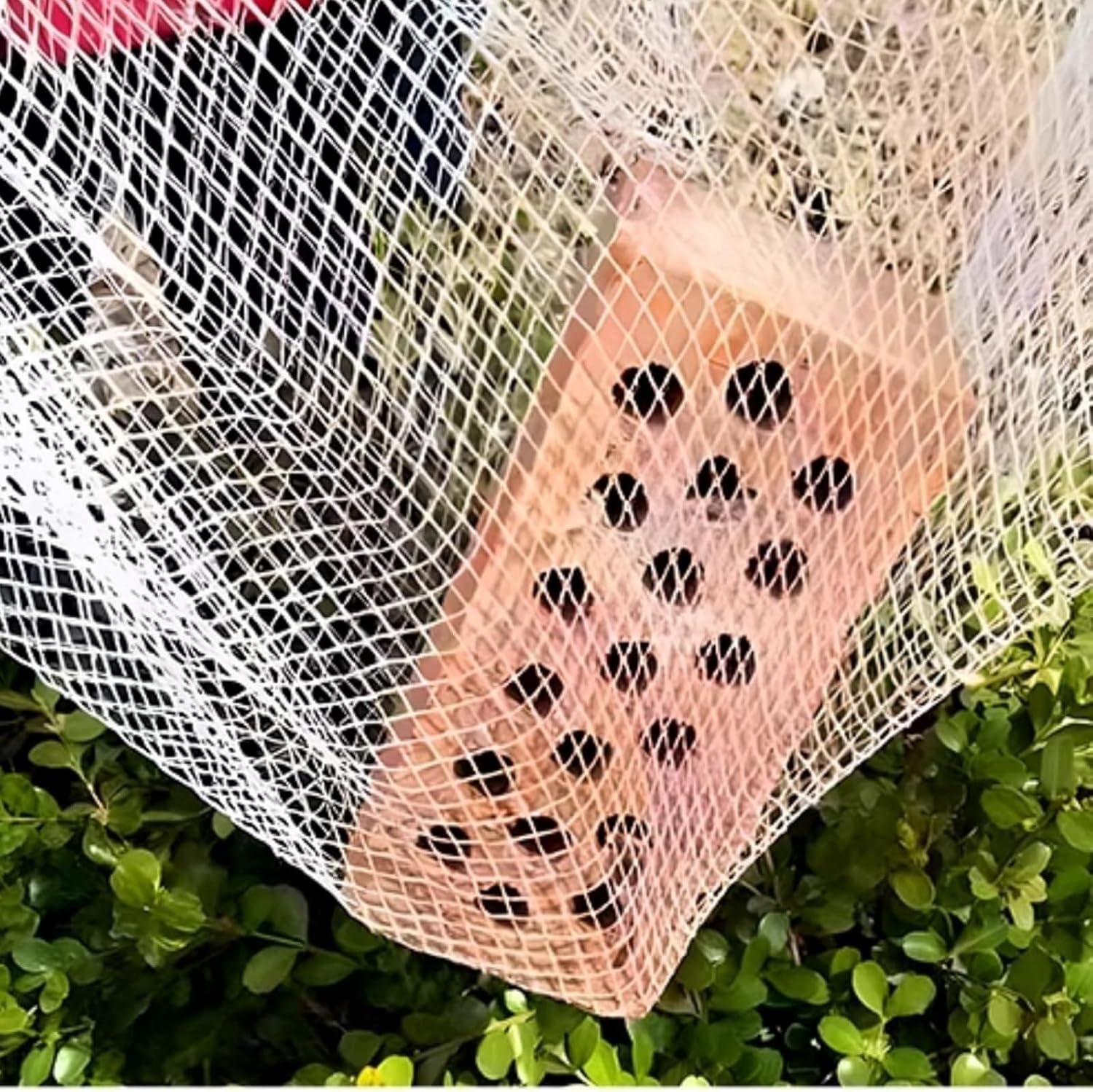 Filet Anti-grêle pour Plantes, vergers et Jardins - Protège Fruits et légumes, 5 mm, découpable, réutilisable, idéal pour Les serres et Les Arbres fr - 2