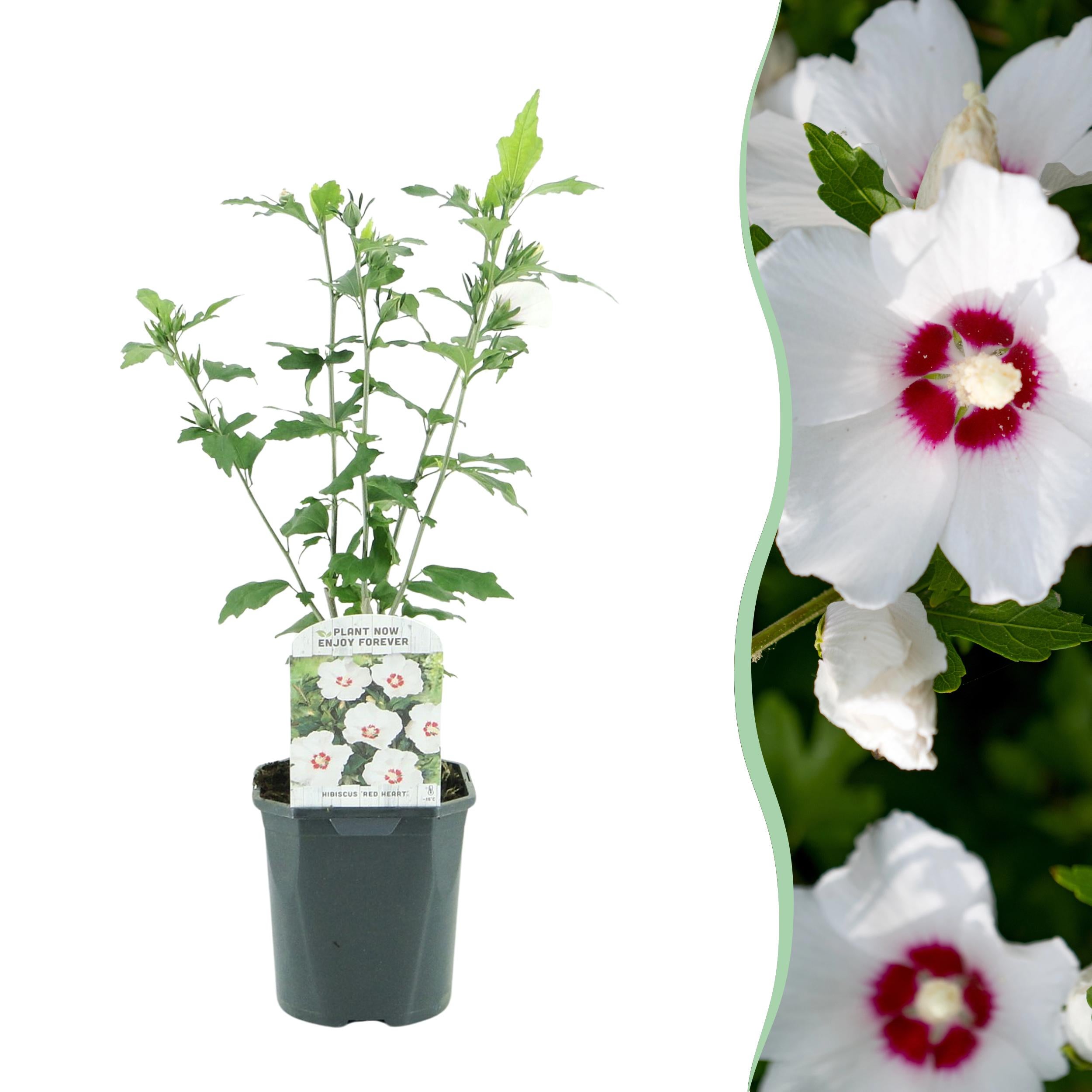 Hibiscus syriacus Red Heart – Krzew o kwiatach czerwonych z białym sercem – 1 roślina – Liściasty – Mało wymagający – Doniczka 17 cm – Wysokość 45 cm