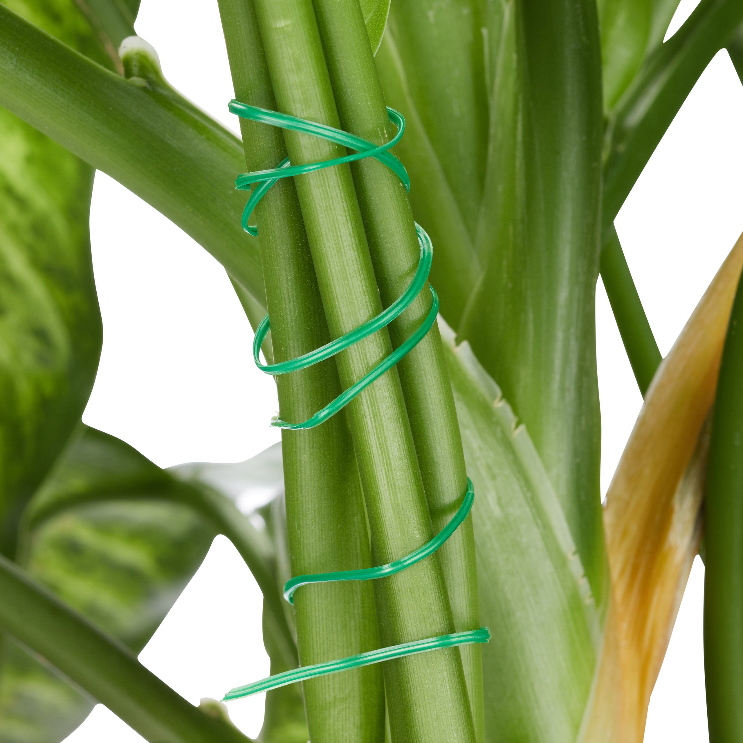 Set d’attache plantes set de 550 pièces. Clips stables, fils fournis le cutter, tuteur roses, tomates, vert, Relaxdays - 5