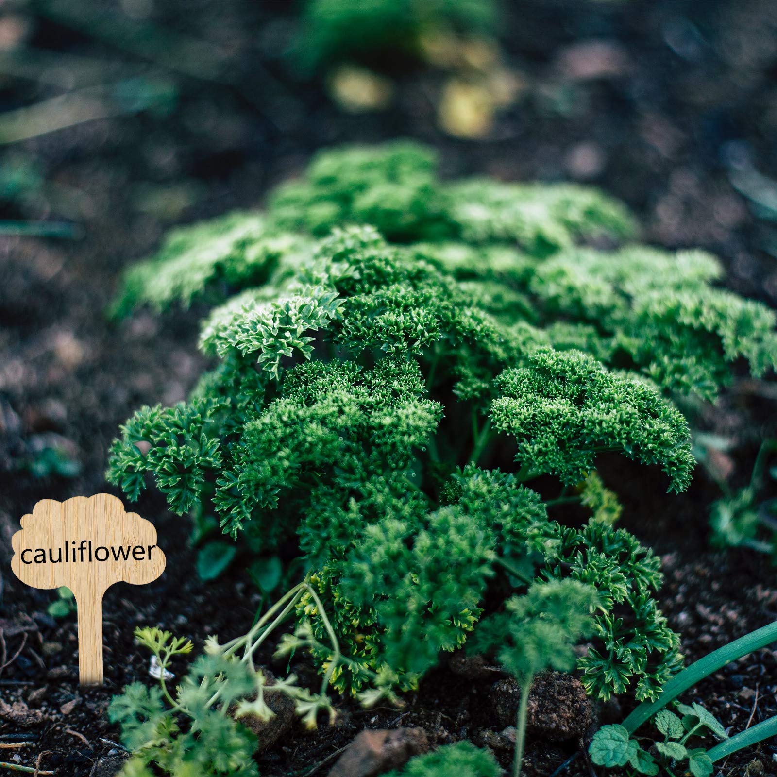 30 étiquettes végétales en bambou vert forme arbre. Marqueurs bois réutilisables pour pots, fleurs et légumes, taille 3,9 × 2,4 pouces. - 3