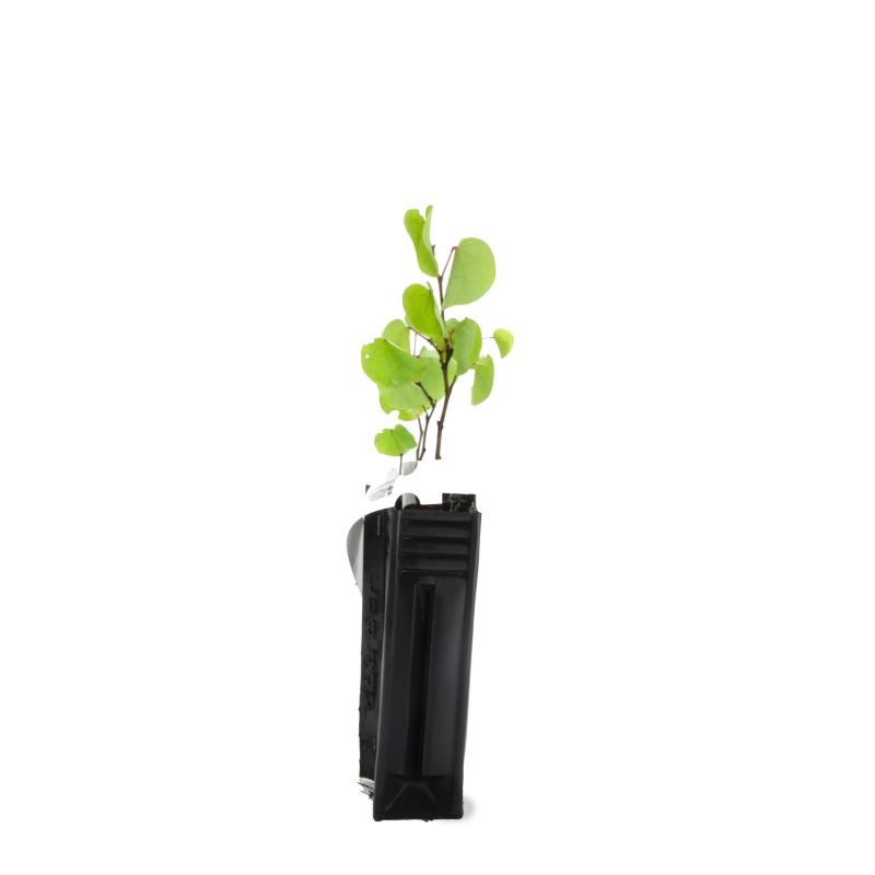 Arbre de judée (Cercis silliquastrum) - Godet - Taille 10/15cm - Pépinières Naudet - 2