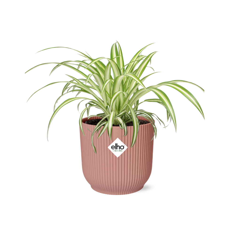 Chlorophytum Comosum Variegatum w doniczce ELHO Vibes Fold 14cm różowej – Roślina pająk oczyszczająca powietrze