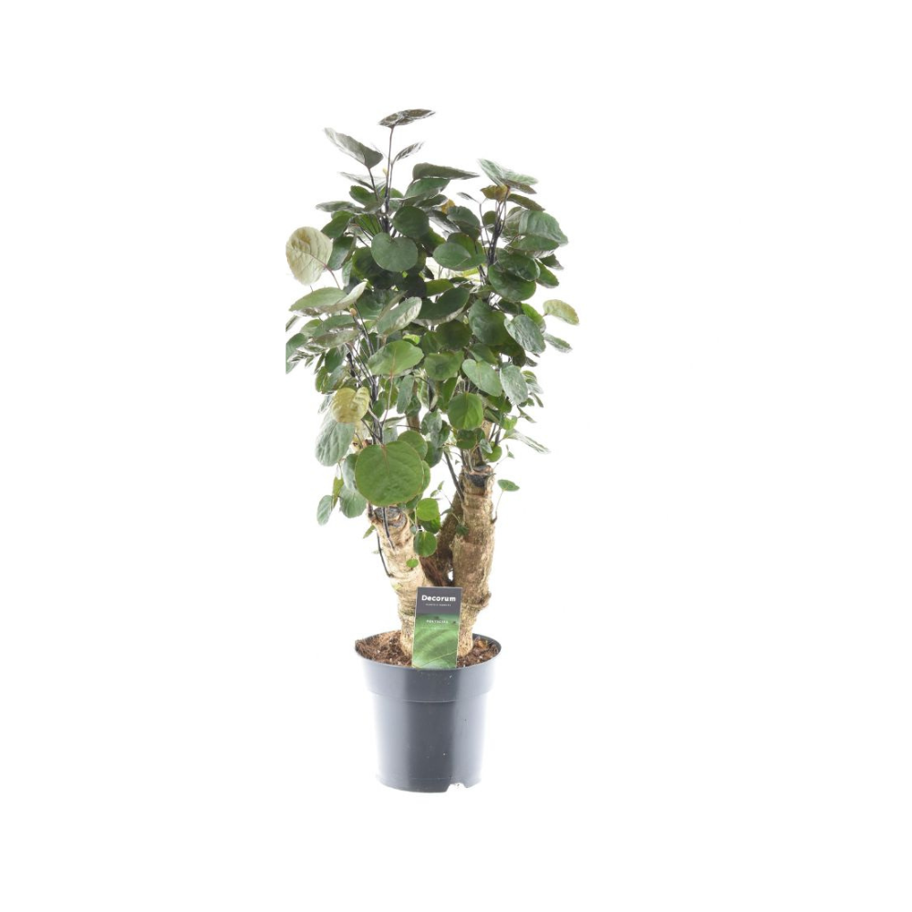 Polyscias Fabian - Elegancka roślina doniczkowa do wnętrz, łatwa w pielęgnacji - Doniczka Ø17cm - Wysokość 60cm