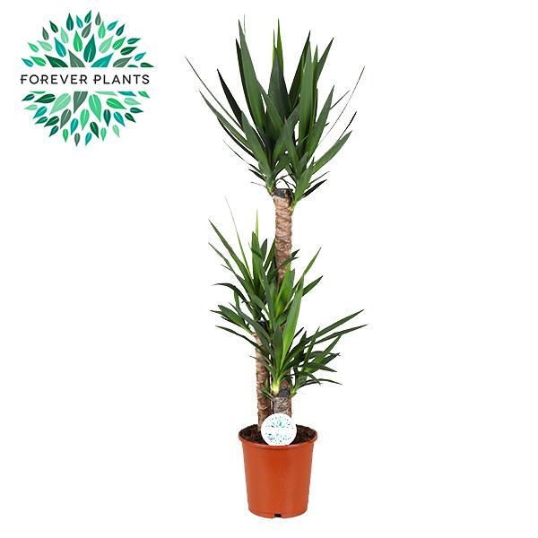 Yucca roślina doniczkowa Ø24cm wysokość 125cm, łatwa w pielęgnacji, ozdobne zielone liście do domu i biura