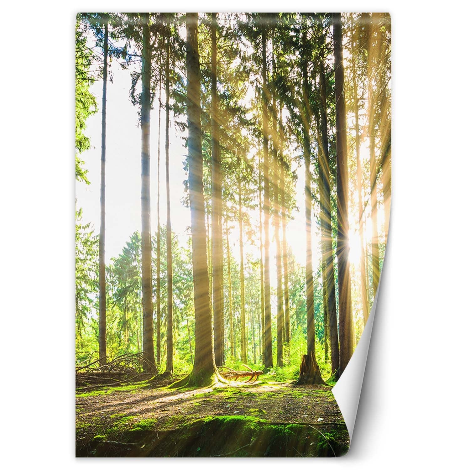 Fototapeta, Las promienie słońca 200x280