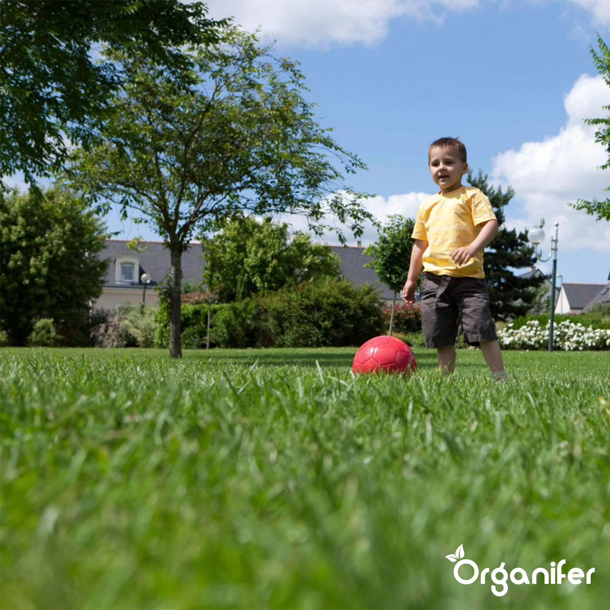 Semence Gazon Sport Et Jeux - Résilient - 15 Kg Pour 750 M2 - Organifer - 4
