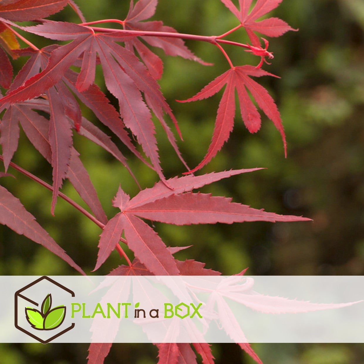 Érable du Japon - Acer palmatum 'Shaina' - Hauteur 80-90cm - ⌀19cm - 5
