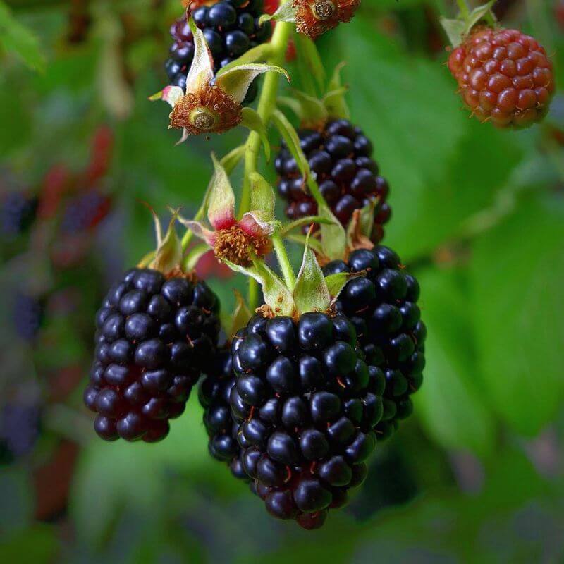 Mûrier Sans Épines 