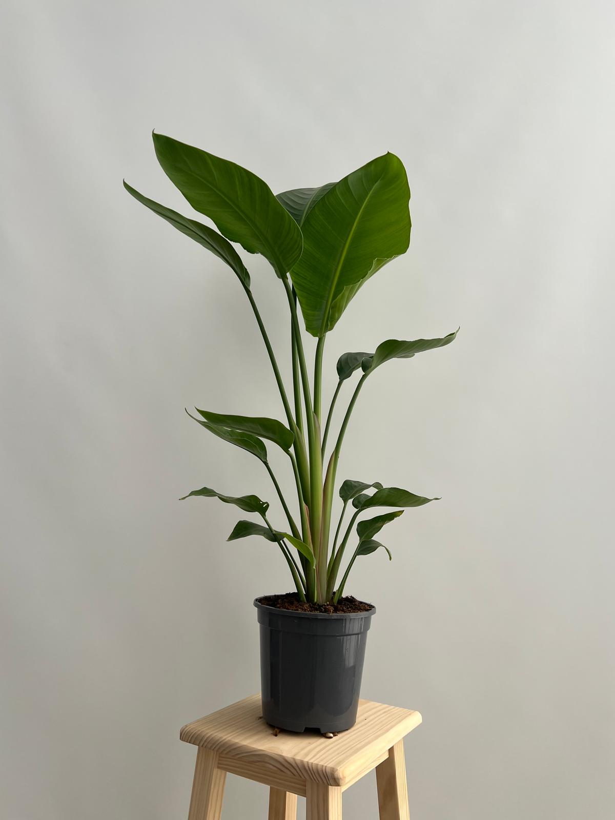 Ave del Paraíso Gigante - Strelitzia Nicolai o Augusta Planta Natural M20 (2 Plantas por maceta) Altura 70-90cm en maceta de 20cm - 2
