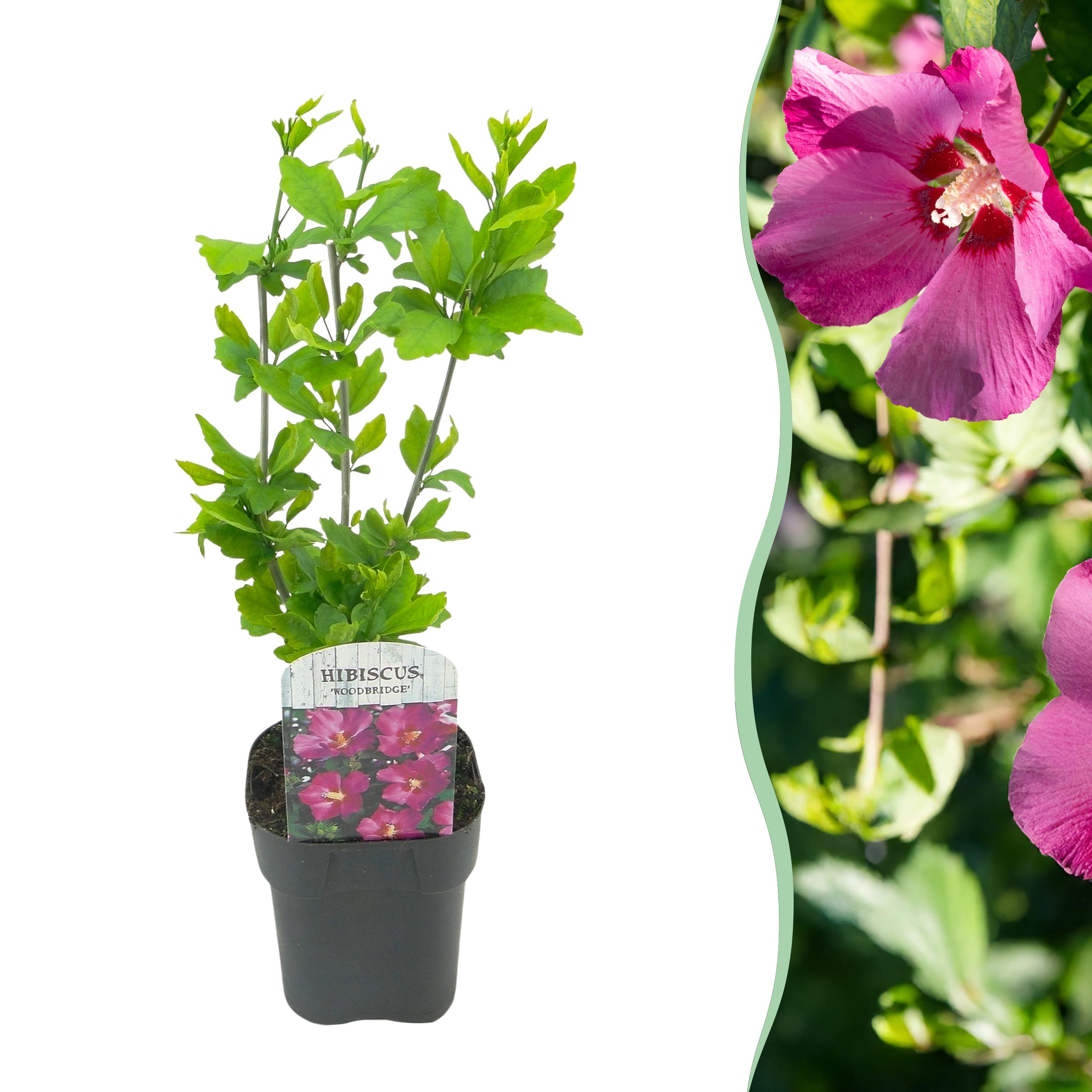 Hibiscus syriacus Woodbridge – Krzew kwitnący różowy – 1 roślina – Liściasty – Niskie wymagania – Doniczka 17 cm – Wysokość 45 cm