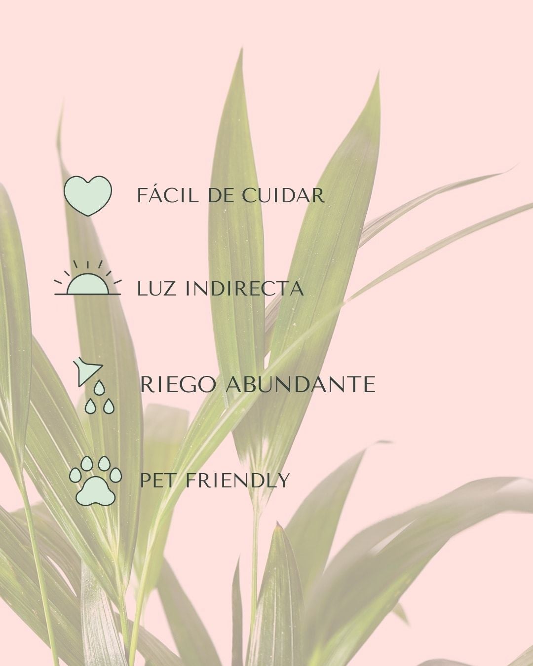 Palma Areca | Natural de Interior y Exterior | Pur Plant - 6