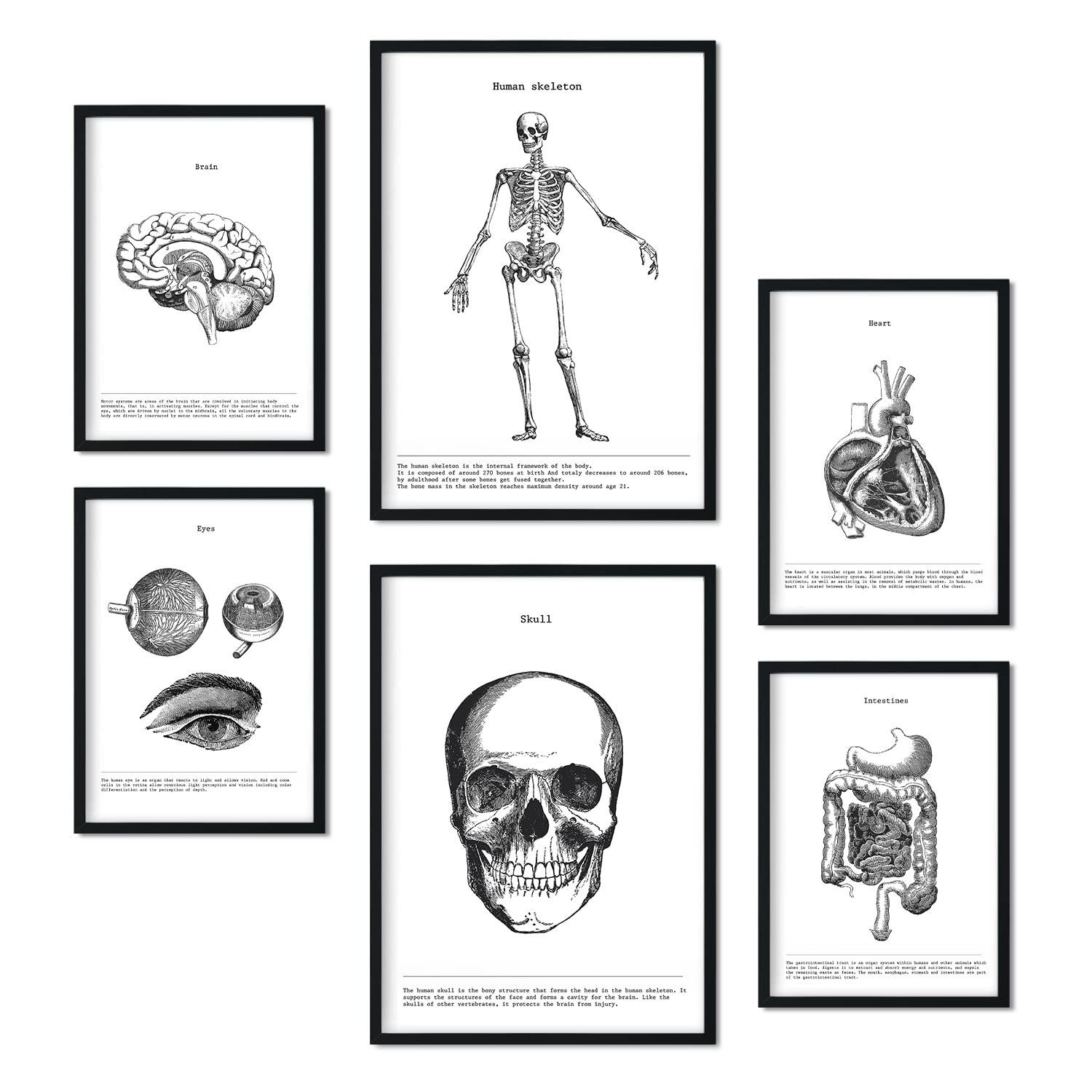 Set de 6 pósteres de órganos y huesos. coleccion de láminas con estetica collage para la tamanos a3 y a4 sin marco