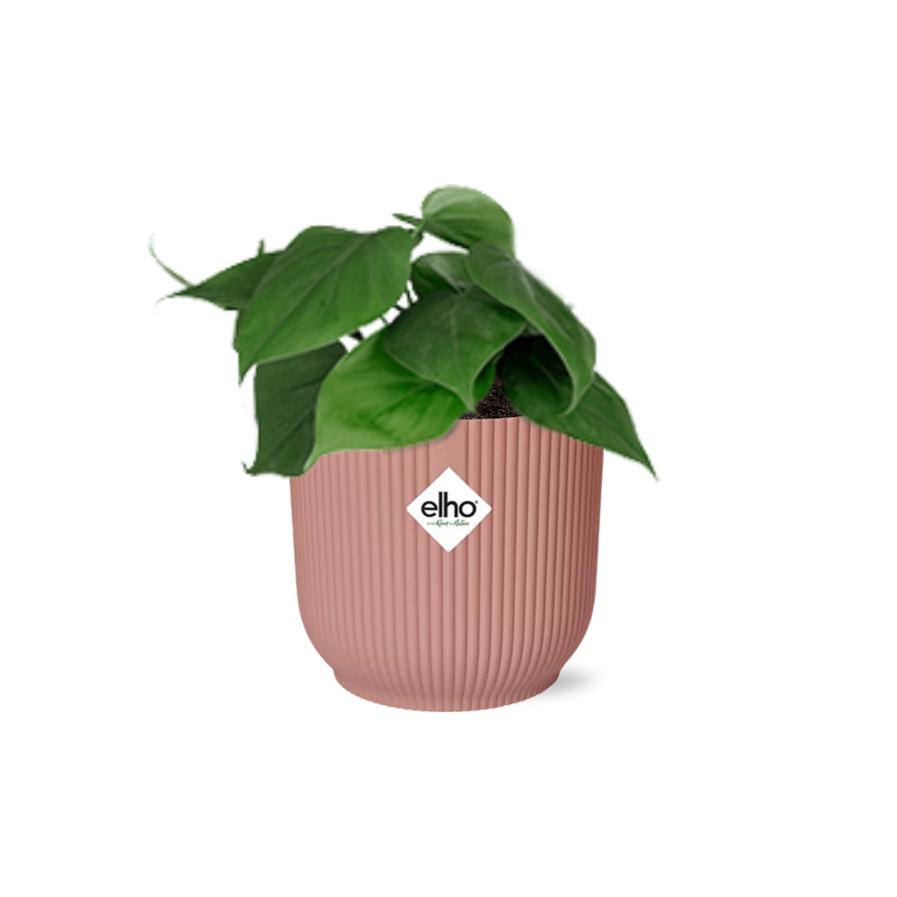 Philodendron Scandens 14cm w doniczce ELHO Vibes Fold różowej – Roślina pnąca doniczkowa