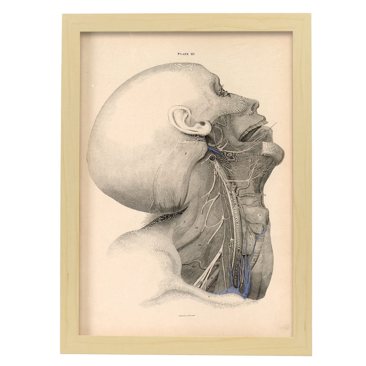 AIESI® Set Per Dissezione Anatomica Con 9 Strumenti In Acciaio Inox