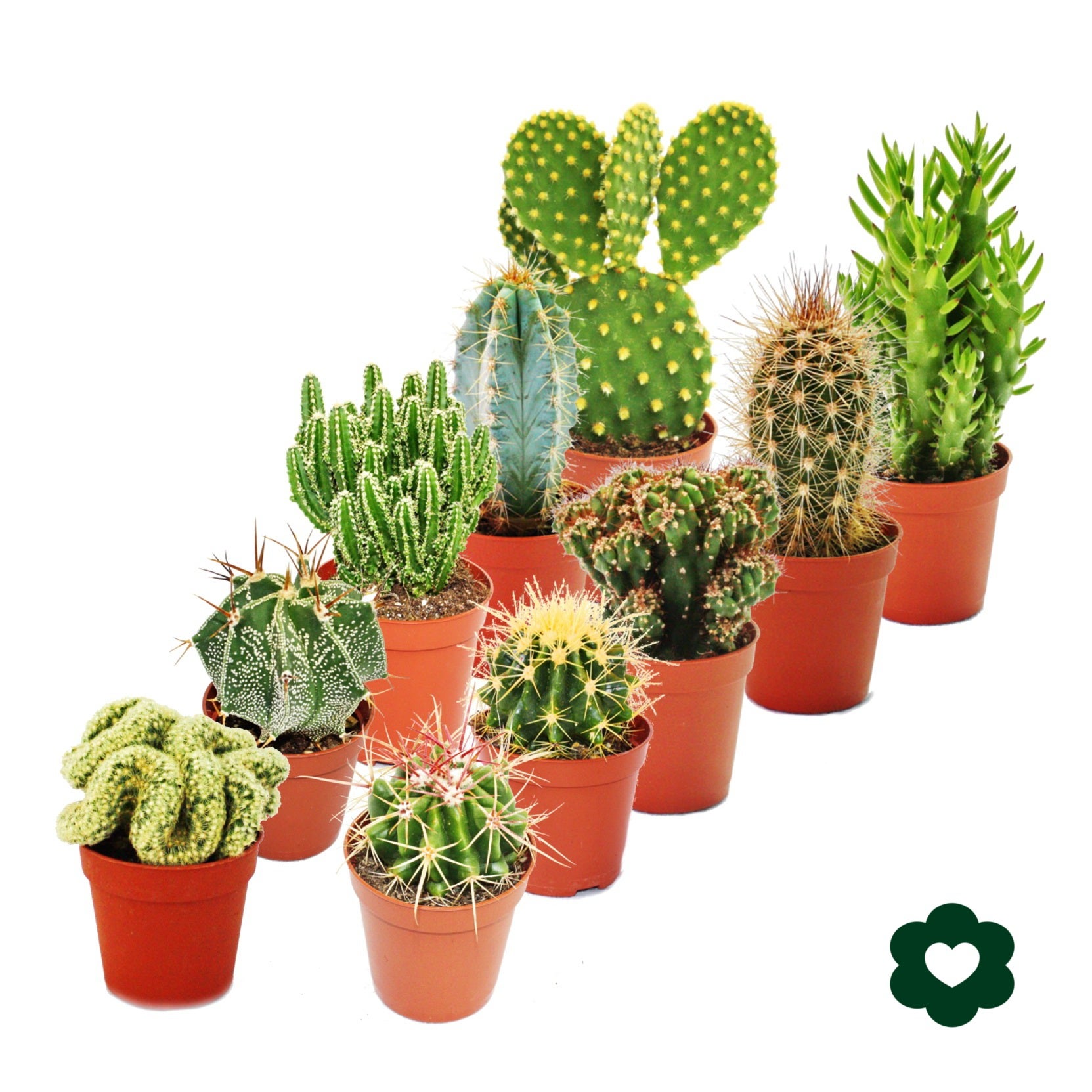 10 cactus différents 5,5cm pot dans un ensemble - 2