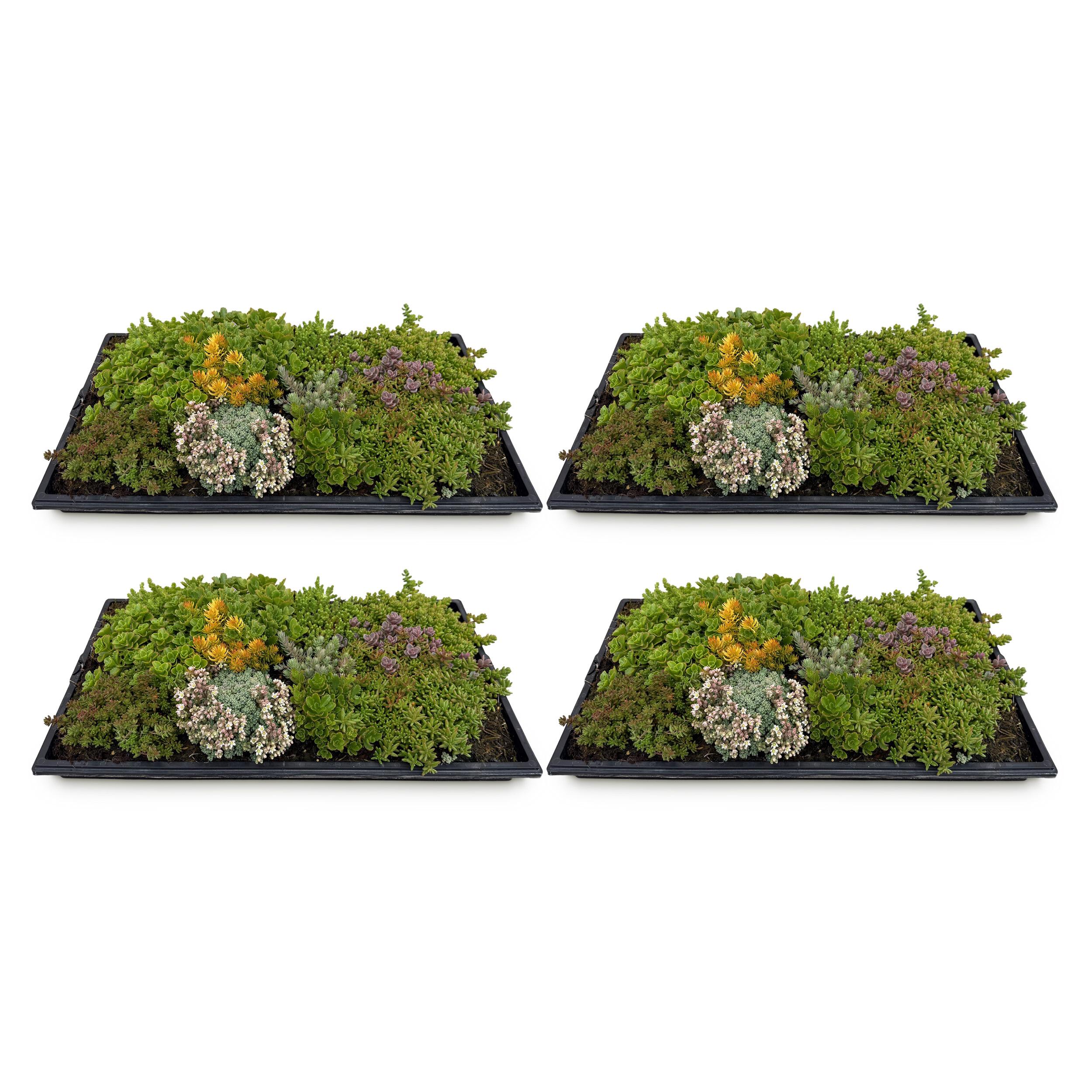 Tappeto di Sedum Resistenti – 10 varietà – 50x30 cm – X4 – Bassa Manutenzione per Giardino e Tetto - 2