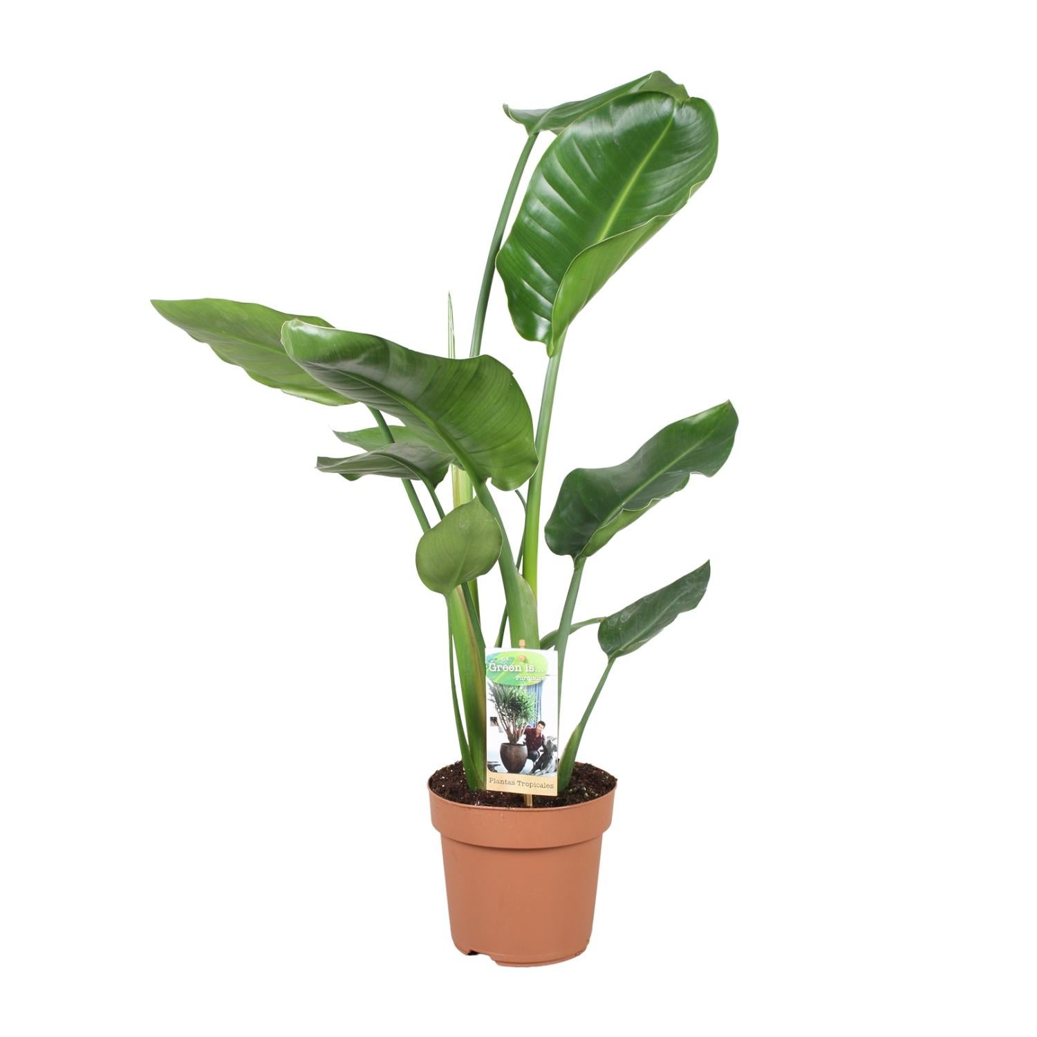 Strelitzia Nicolai Ø17cm - ↕60cm - Roślina doniczkowa egzotyczna Rajski Ptak