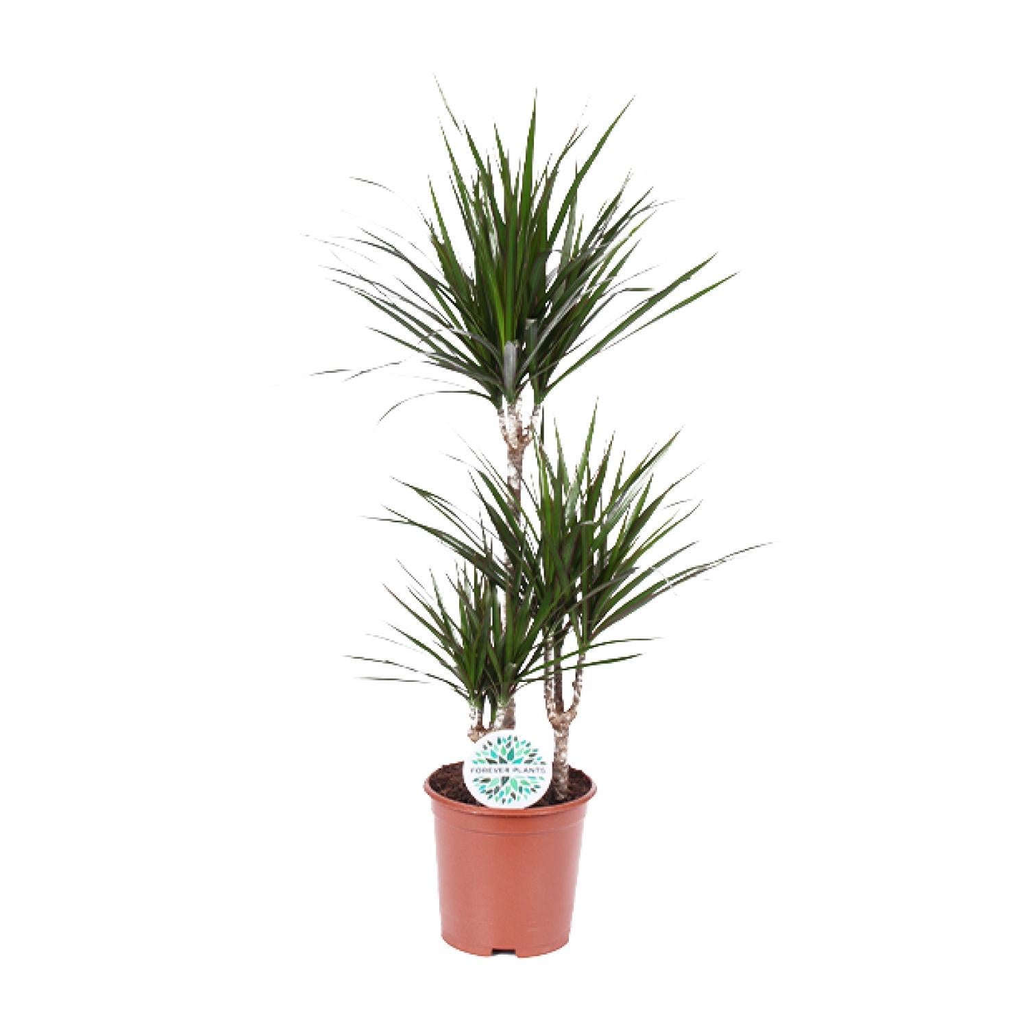 Dracaena Marginata - Roślina doniczkowa 21 cm - Wysokość 115 cm
