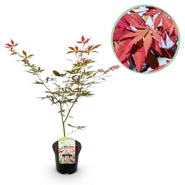 Acero giapponese Acer palmatum Sumi-nagashi – Foglie rosso porpora – Vaso 19 cm – Altezza 70 cm