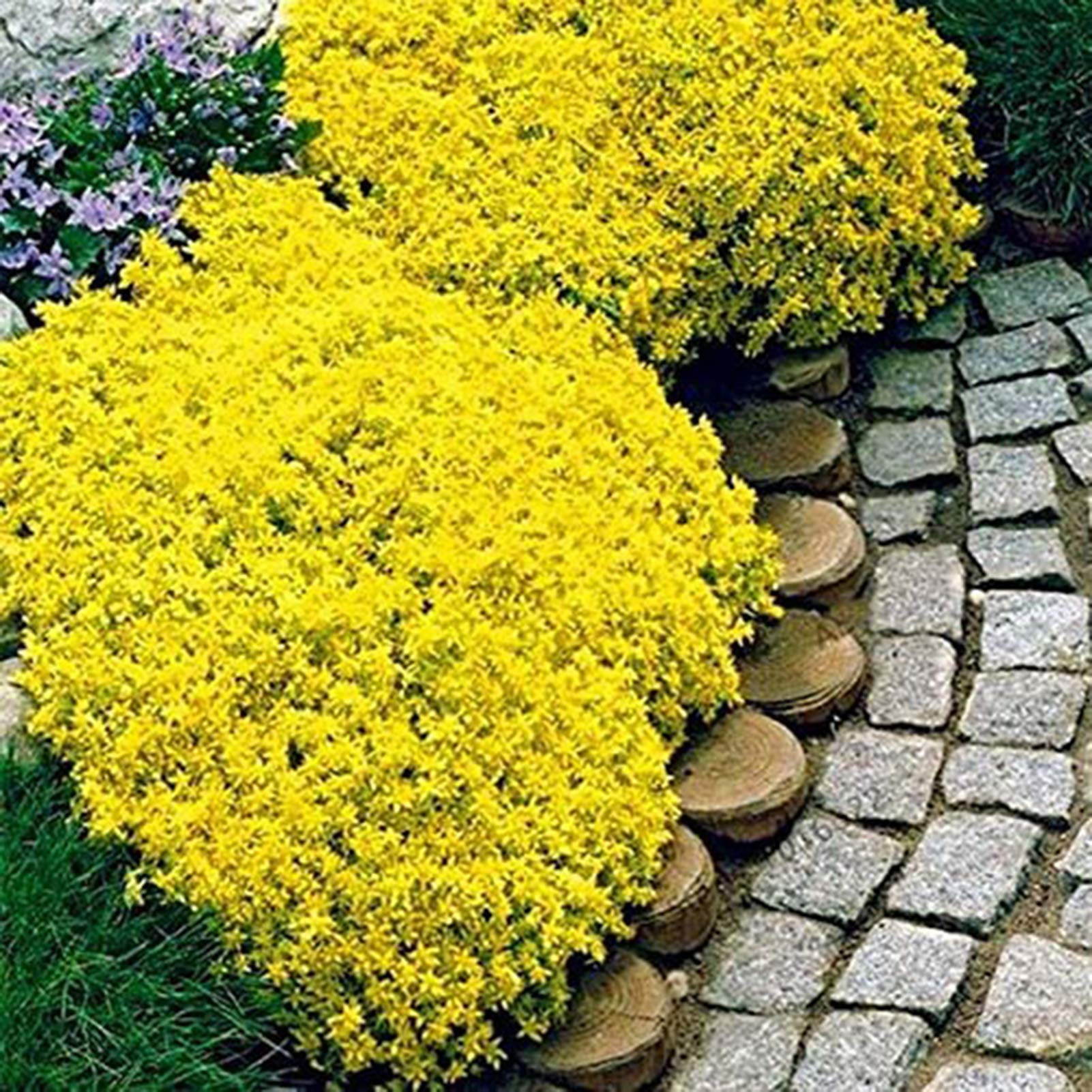 Couvre-sol pour jardin extérieur, graines de fleurs sauvages couvre-sol, 4&nbsp;000 graines, six fois plus de bienfaits bleus + engrais - 2