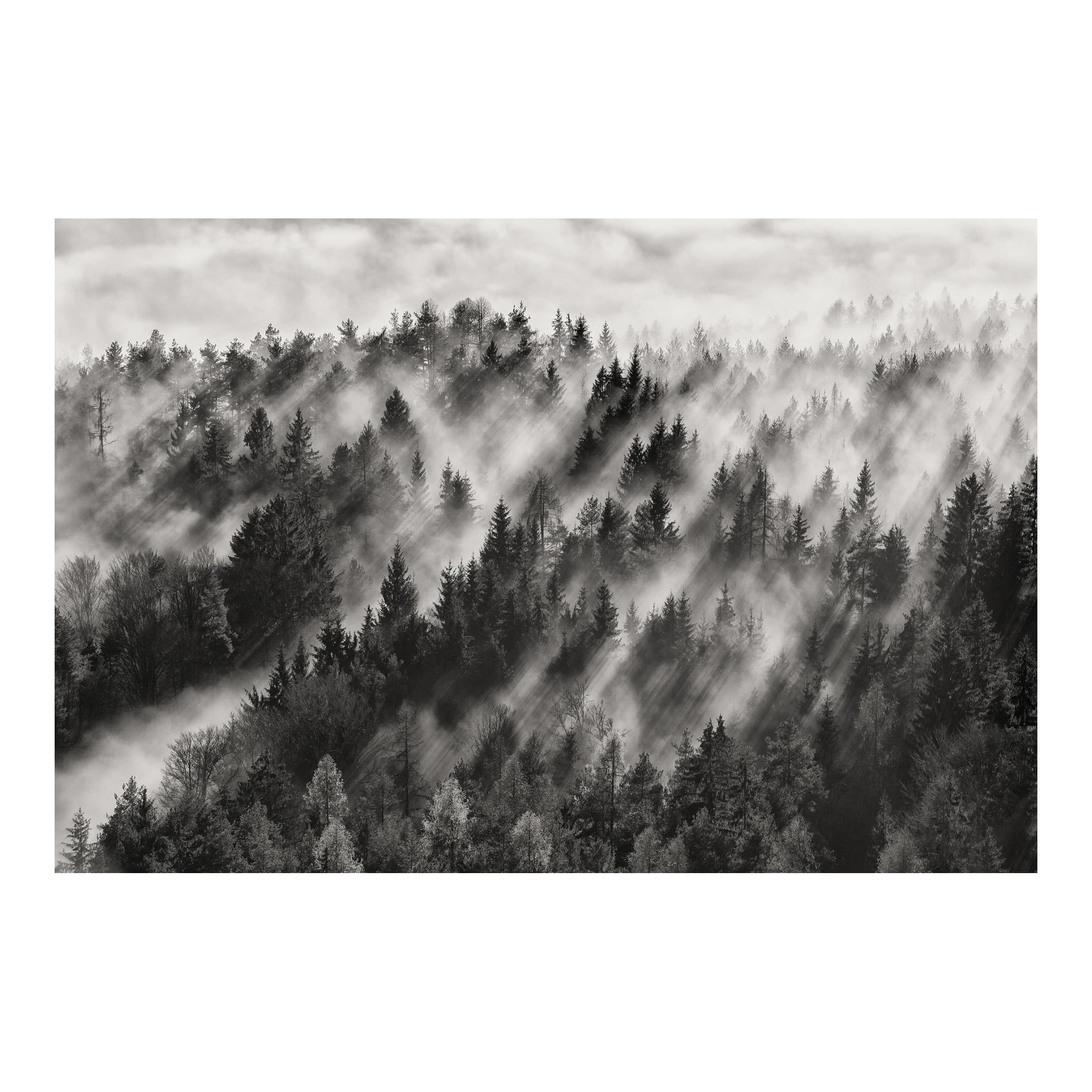 Papel pintado fotomural bosque naturaleza blanco y negro 186 - salón dormitorio cocina pasillo - tnt 432 x 290 cm smart