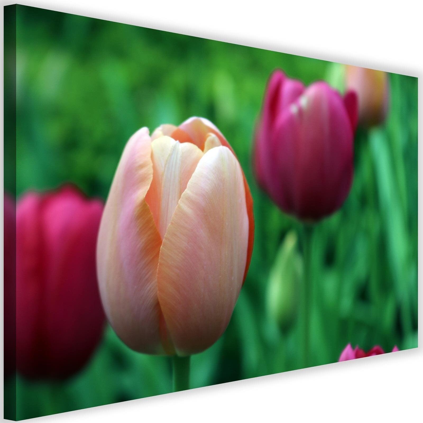 Obraz na płótnie, Różowe tulipany 120x80