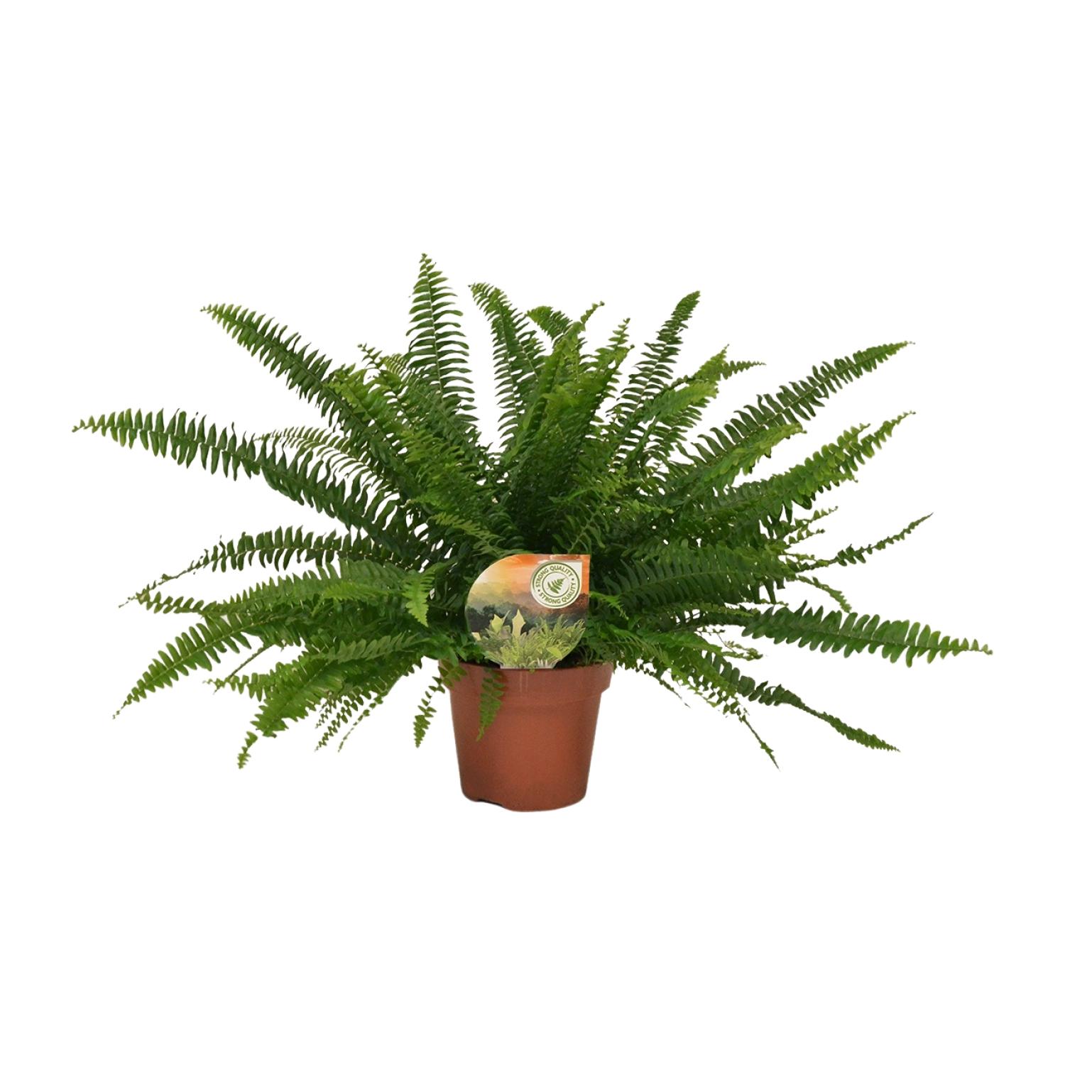 Nephrolepis Green Lady Ø17cm, Wysokość 40cm, Paproć Boston Elegancka
