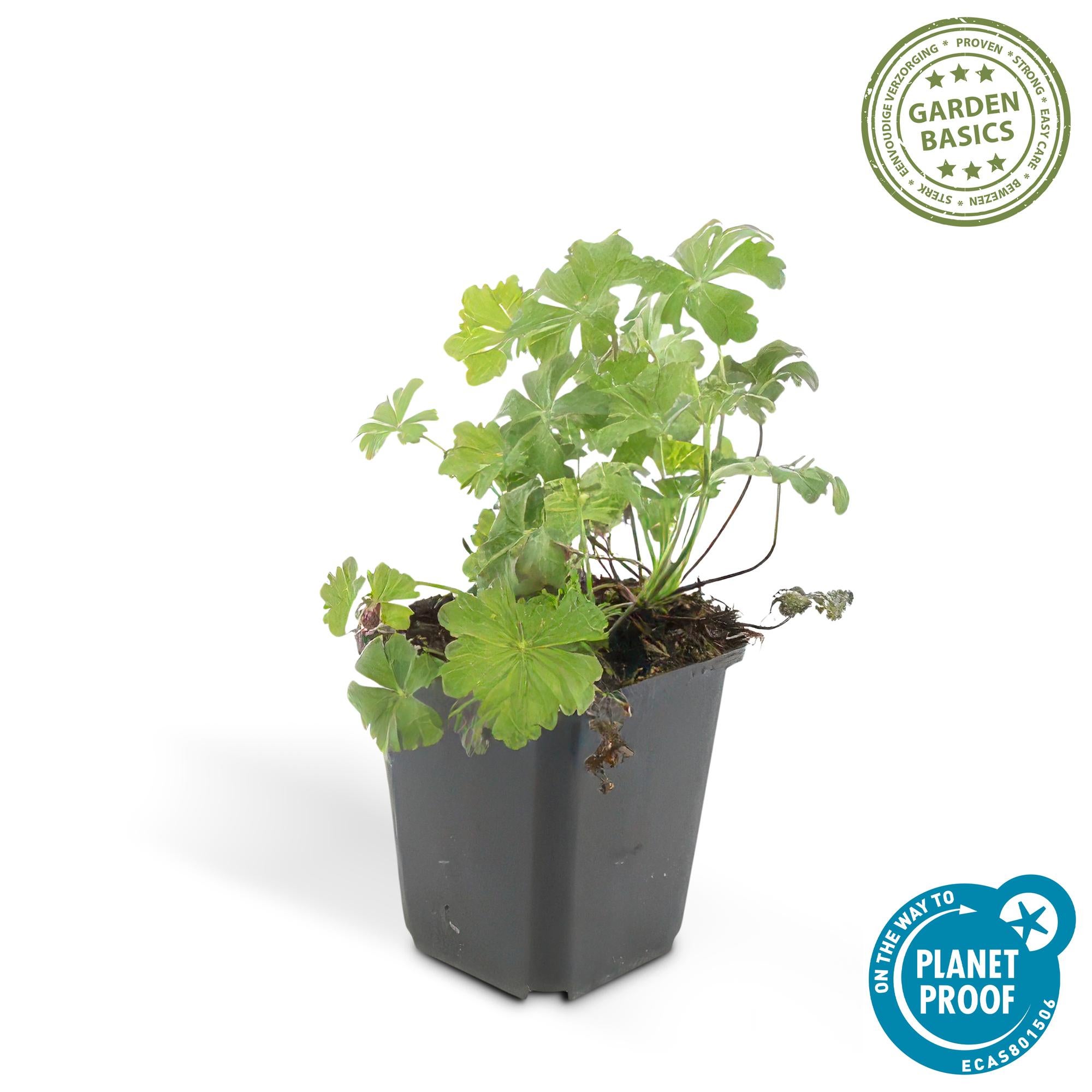 24x Plante Geranium cant. 'Biokovo' - ↕10-25cm (hauteur) - Ø9cm (diamètre)– ComfortXL Green - 3
