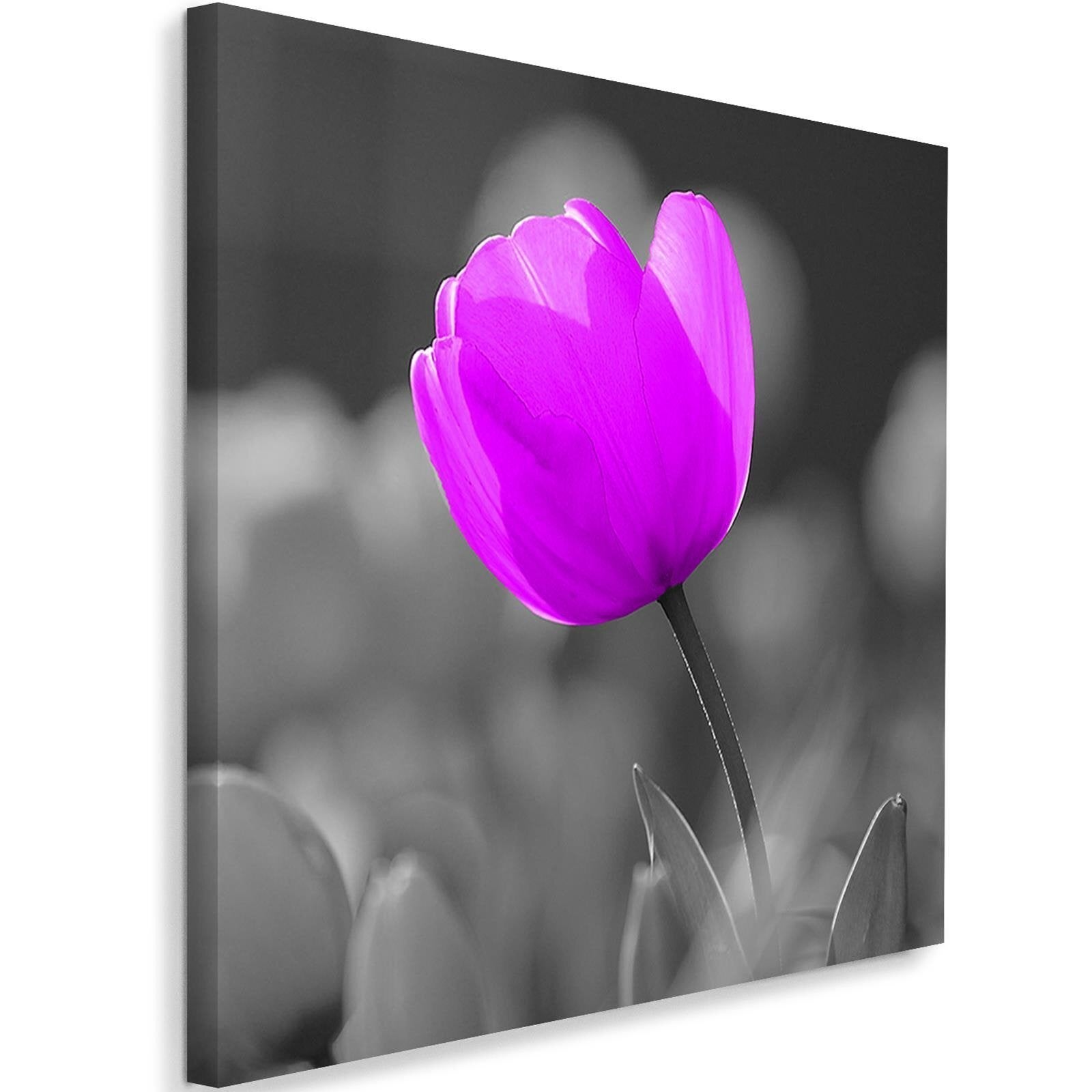 Obraz na płótnie, Fioletowy tulipan 40x40
